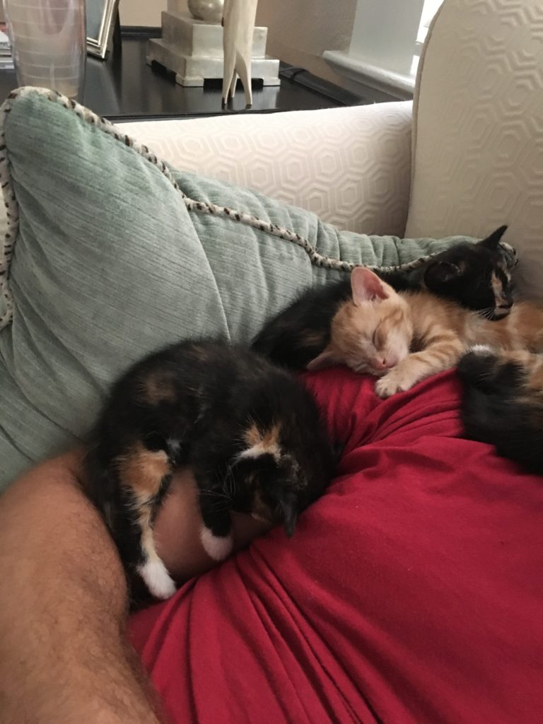 Cute-Baby-Animal-Overload-Kittens 